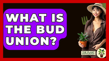What Is The Bud Union? - The Plant Enthusiast