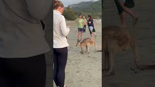 How to see kangaroo in Australia