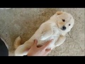 인절미 강아지 발라당 배뒤집기 cute puppy belly rub