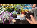 Rahasia media sukulen akar super subur bisa pisah dari potnya|succulent soil mix