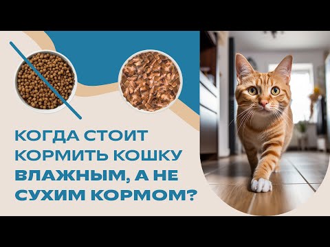 Когда и почему стоит перевести кошку на влажный корм?
