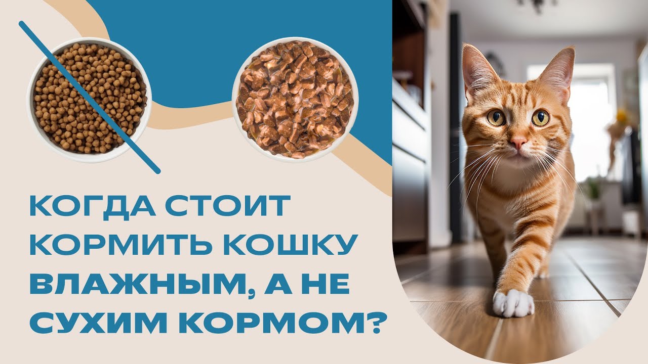 Когда и почему стоит перевести кошку на влажный корм?