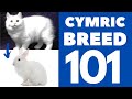 Cymric Cat 101 : Breed & Personality の動画、YouTube動画。