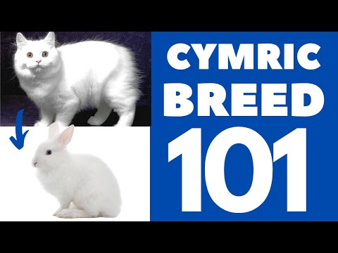 Video: Cymric