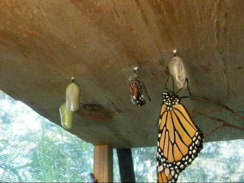 Monarch butterfly chrysalis opening