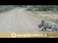Baby Rhino Attempts To Scare Off Car
