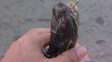 How to Remove Hook from Turtle with Penfishingrods.com
