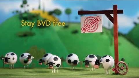 BVD Free - brought to you by AHDB Dairy