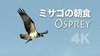 ミサゴ Youtube