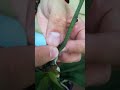 Размножение орхидеи, очень простой способ в домашних условиях. Breeding orchids