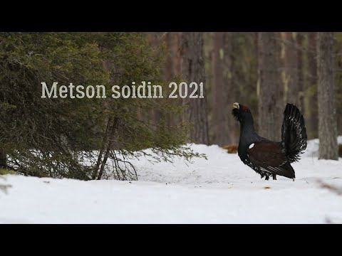 Video: Metso Pesäsalaatti: Klassinen Resepti Askel Askeleelta, Valokuvilla Ja Videoilla