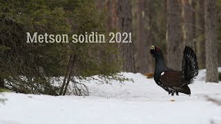 Metson soidin 2021: Seitsemän metsoa