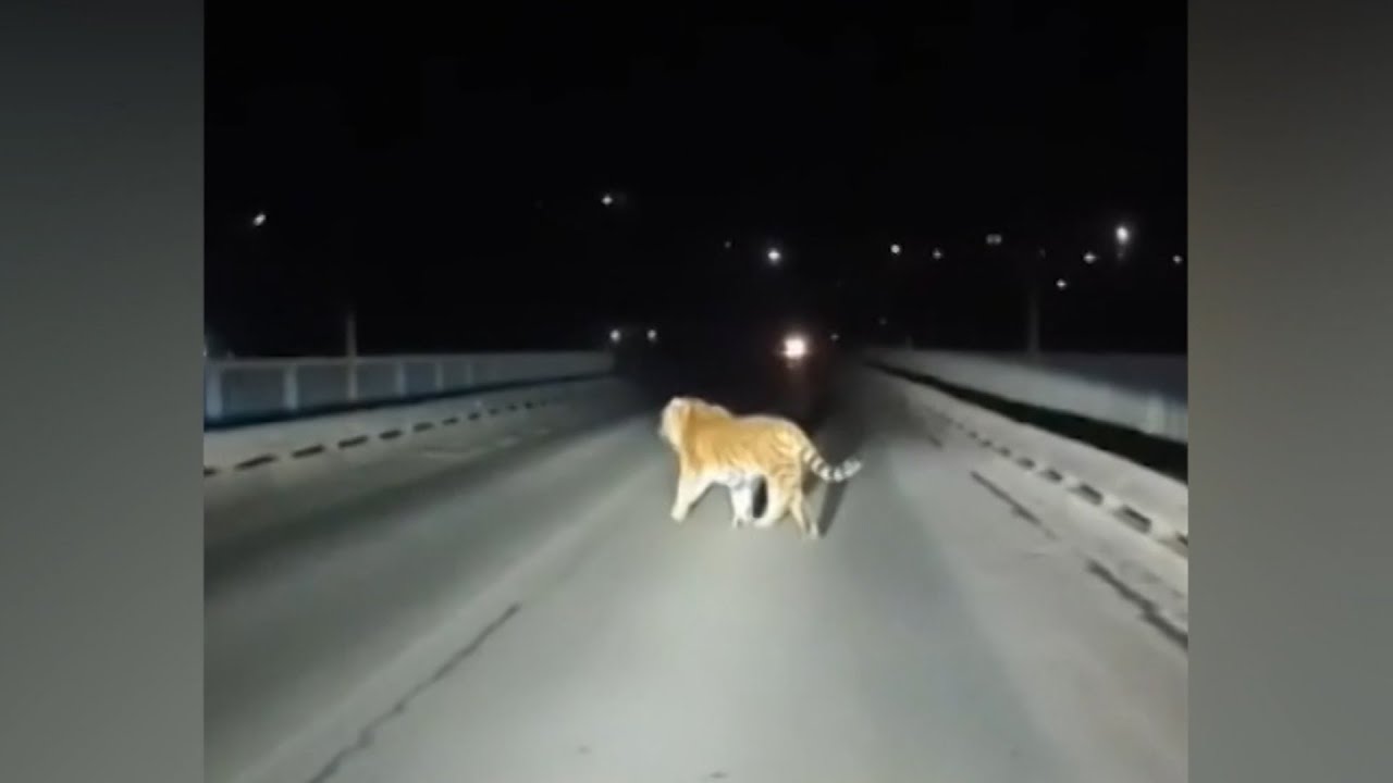 Тигр в Приморье устроил пробежку на мосту прямо перед машинами