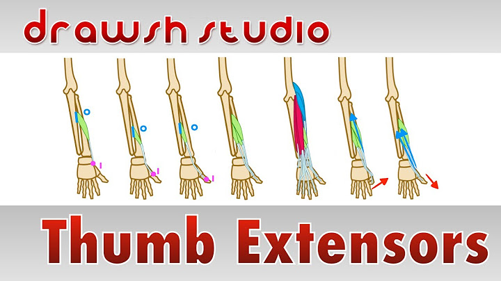 The Thumb Extensors