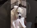 Dogs making phone calls