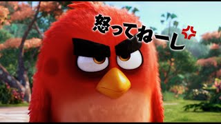 映画『アングリーバード』予告編