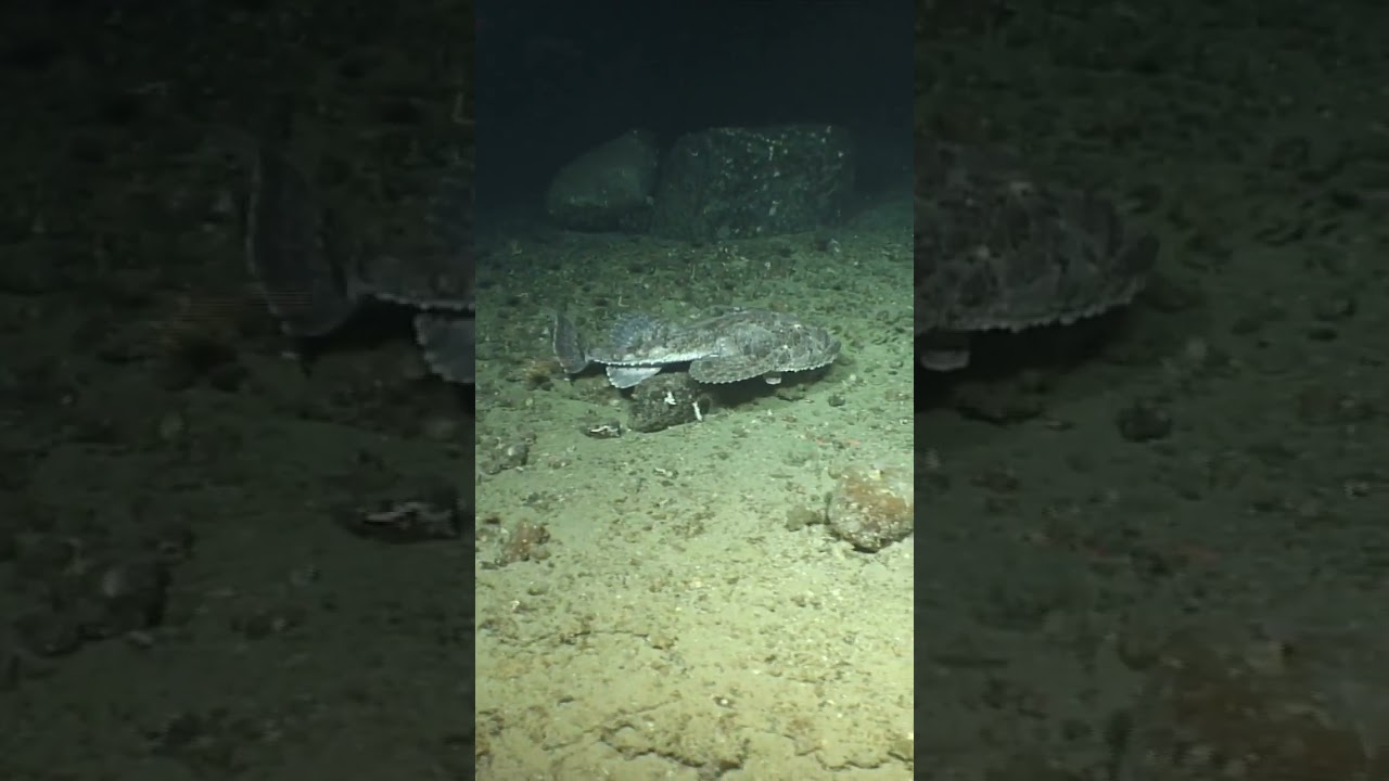Monkfish (Lophius / Морской Черт) in deep Atlantic, Ireland 