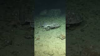 Monkfish (Lophius / Морской Черт) in deep Atlantic, Ireland #shorts