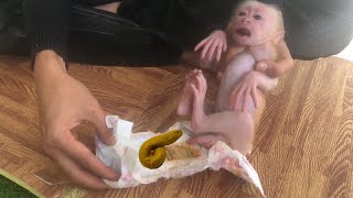 Daddy changing diapers for baby monkey