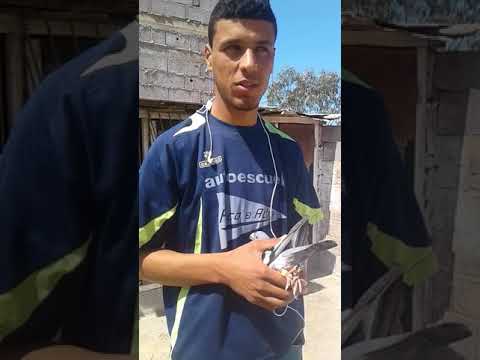 مسابقة بوكراع 2018 ﻷخ إسماعيل أوﻻد الغضبان نيهاي