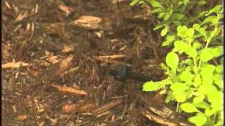 Drip Irrigation Conserves Water