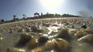 Timelapse: Dance of the Coquinas