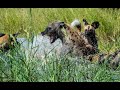 African Wild Dogs - Botswana, March 2020 (lechwe hunt, hyena fight)