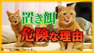 猫に置き餌して病気になりました