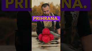 Top 10 Savjeta za Ljetni Ribolov Šarana! 🐟🌞 #carp #šaran #ribolov