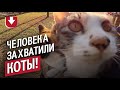 Коты захватили человека