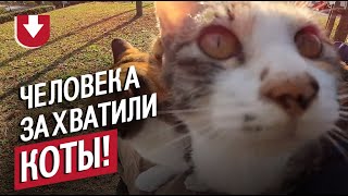 Коты захватили человека