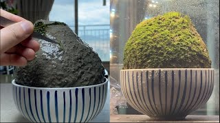 Making moss stones that flow infinitely. by 회색벌레 GreyWorm 436,769 views 2 years ago 5 minutes, 23 seconds