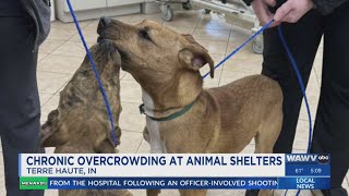 Overcrowding in Terre Haute animal shelters causes two dogs to search elsewhere