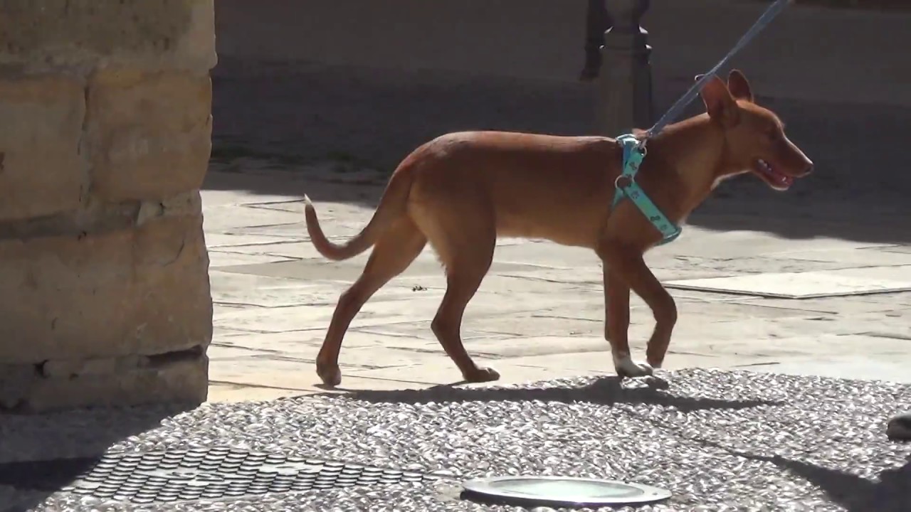 MENTO (video 2) adopción perros cachorros