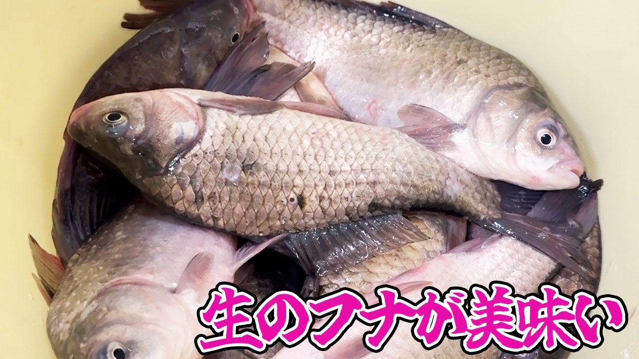 フナを生で食べる伝統料理が美味！