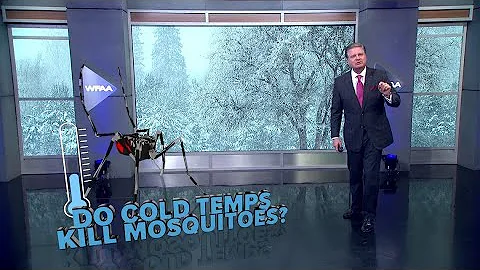 DFW Weather | Do cold temperatures kill mosquitoes, and 14 day forecast