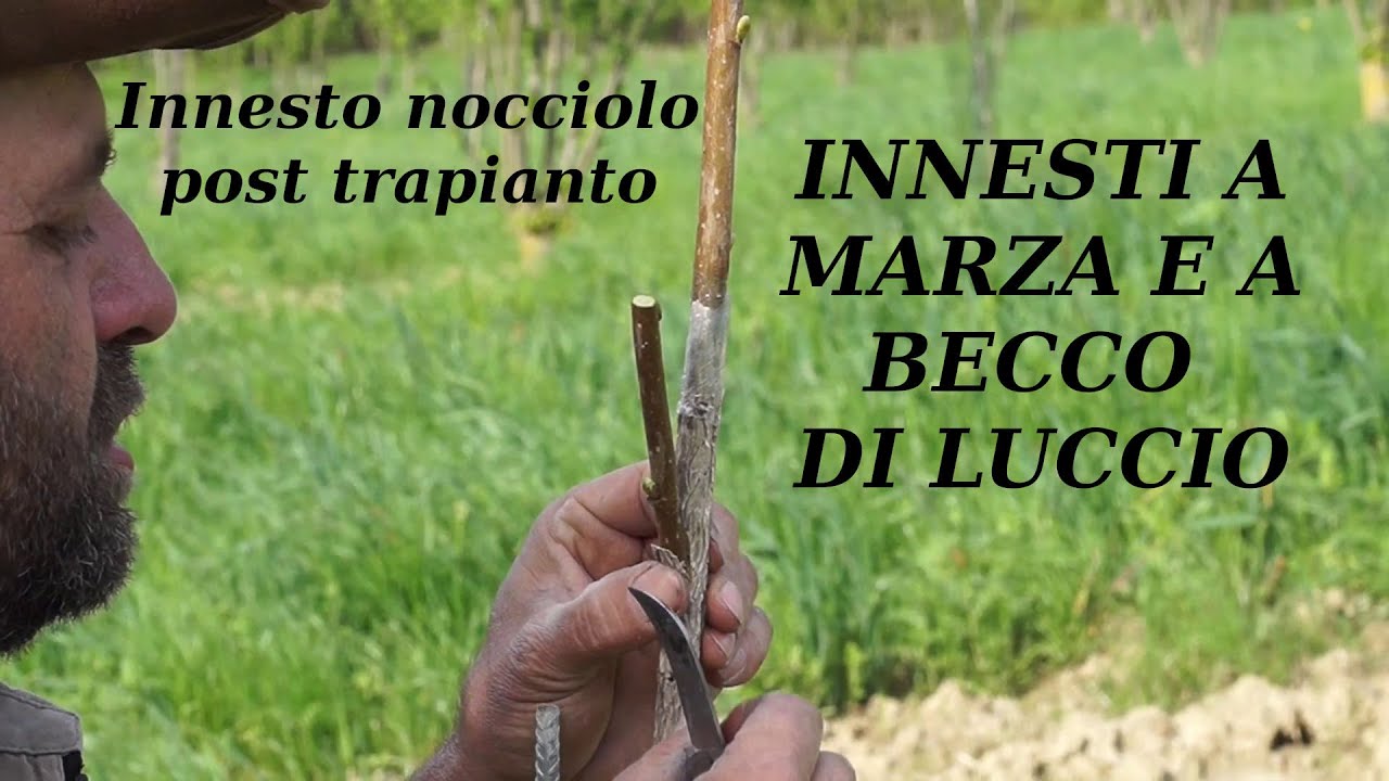 прививка лещины на Corylus Colurna после пересадки и другие истории