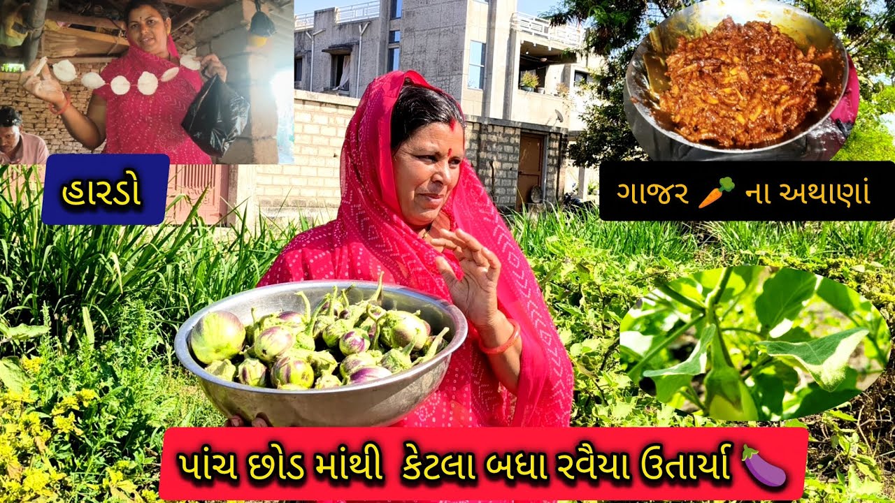 પાંચ છોડ માંથી કેટલા બધા રવૈયા ઉતાર્યા 🥰🍆//ગાજર 🥕 ના અથાણા