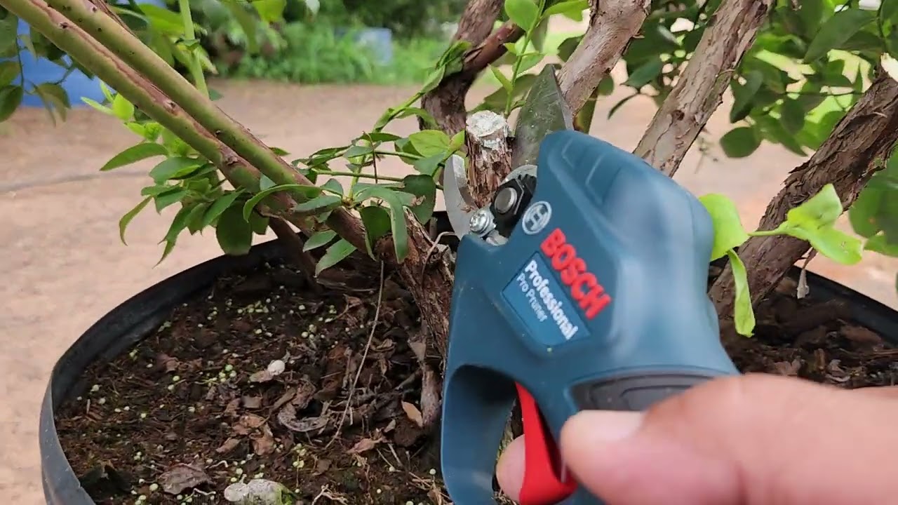 Poda em mirtilo adulto.