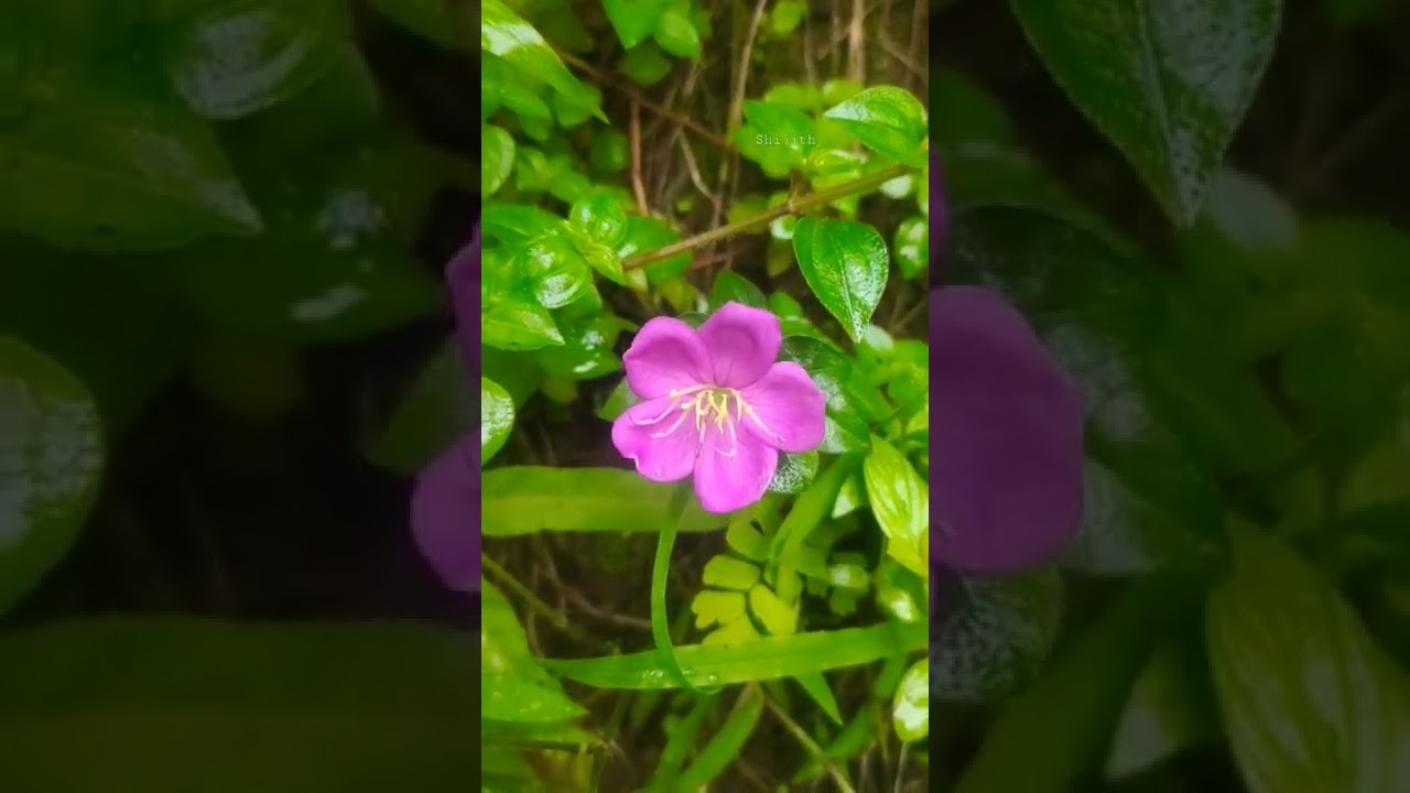PINK LADY Heterotis rotundifolia MELASTOMATACEAE വള്ളി അതിരാണി 
