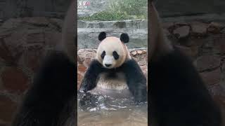 爱洗澡的白富美 — 星安【Panda：星安Xing An】