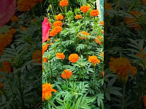 Flowers with music || Beautiful flowers and romantic song ||