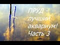 Как ведёт себя рыба в пруду. Пруд лучший аквариум, ч.3