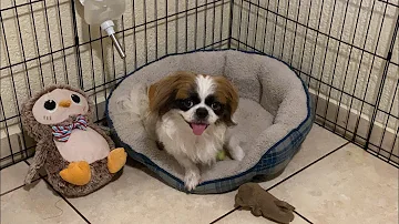¿Debo dejar juguetes en la jaula de mi cachorro?
