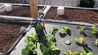 Aquaponics Vlog I Am The Leak King