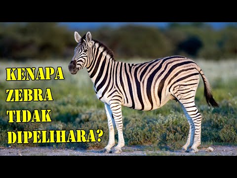 Video: Haiwan Jenis Apa Zebra