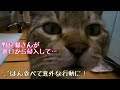 裏口から侵入した野良猫チュンパ君の意外な行動😀✨✨✨