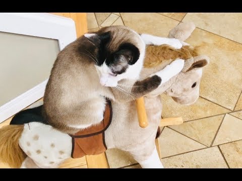 funny-cat-riding-toy-rocking-horse-pet-video