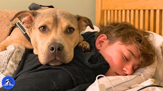 Download Lagu Shy Shelter Dog Hid From Everyone, Until One Boy’s Patience Changed Everything MP3 Download Lagu Shy Shelter Dog Hid From Everyone, Until One Boy’s Patience Changed Everything MP3