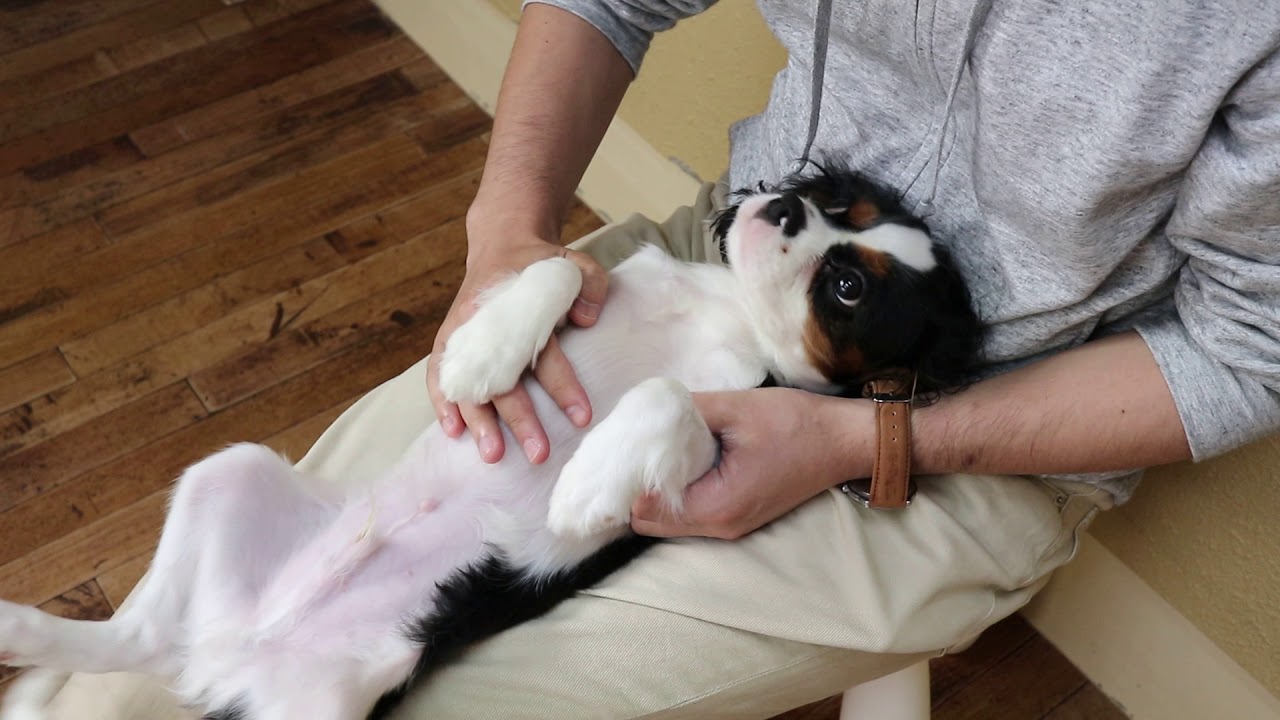 キャバリア こむぎくん と仰向け抱っこのトレーニング Youtube